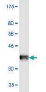 Monoclonal Anti-CAV3, (N-terminal) antibody produced in mouse clone 1B9, purified immunoglobulin, buffered aqueous solution