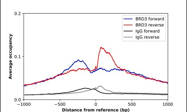 Anti-BRD3 antibody produced in rabbit Prestige Antibodies&#174; Powered by Atlas Antibodies, affinity isolated antibody, buffered aqueous glycerol solution