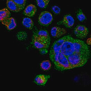 Anti-Ksr1 Antibody Produced In Rabbit Prestige Antibodies&#174; Powered by Atlas Antibodies, affinity isolated antibody, buffered aqueous glycerol solution