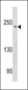 ANTI-PCM-1 (CENTER) antibody produced in rabbit purified immunoglobulin, buffered aqueous solution