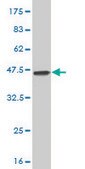 Monoclonal Anti-MAP2K3, (N-terminal) antibody produced in mouse clone 1D10, purified immunoglobulin, buffered aqueous solution