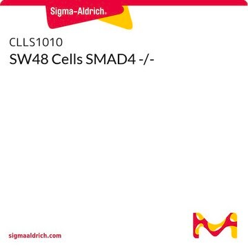 SW48 Cells SMAD4 -/-