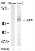 Anti-APP (Ab-668) antibody produced in rabbit affinity isolated antibody