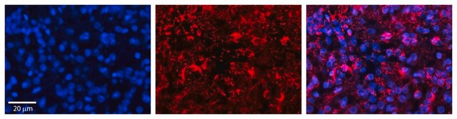 Anti-GOT1 antibody produced in rabbit IgG fraction of antiserum