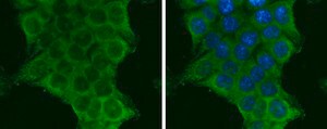 Anti-PIK3CA antibody produced in rabbit