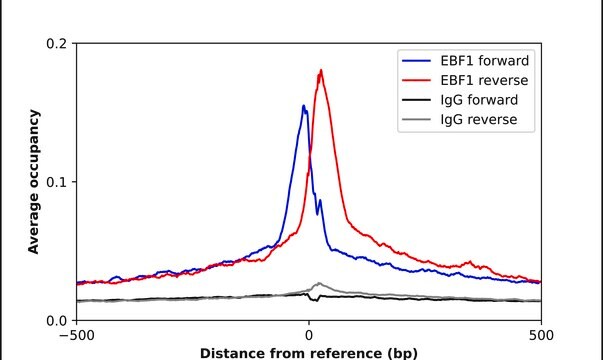 Anti-EBF1 antibody produced in rabbit Prestige Antibodies&#174; Powered by Atlas Antibodies, affinity isolated antibody