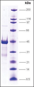 RNA Polymerase II, p15.6 subunit, GST tagged human recombinant, expressed in E. coli, &#8805;85% (SDS-PAGE)