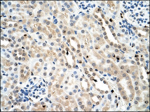 Anti-FOXK1 antibody produced in rabbit IgG fraction of antiserum