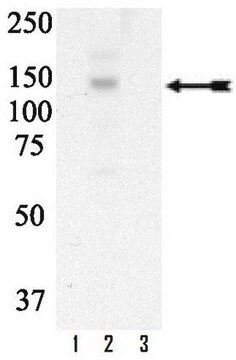 Anti-phospho-Met (Tyr1003) Antibody Upstate&#174;, from rabbit