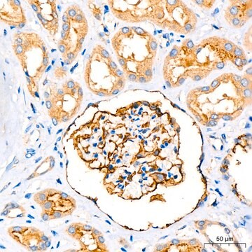 Anti-Leptin Receptor Antibody, clone 6I0O4, Rabbit Monoclonal
