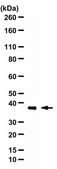 Anti-MTNR1B from rabbit, purified by affinity chromatography