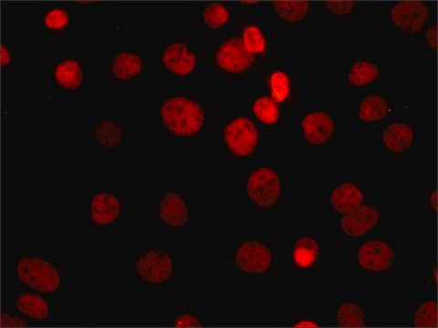 Anti-Sirt1 antibody, Mouse monoclonal clone SIR11, purified from hybridoma cell culture