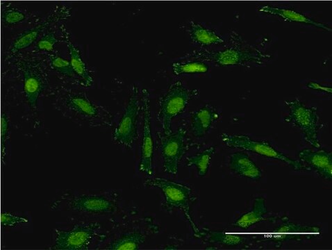 Monoclonal Anti-RNF40 antibody produced in mouse clone 1C1, purified immunoglobulin, buffered aqueous solution