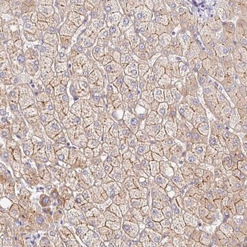 Anti-MYO1B antibody produced in rabbit Prestige Antibodies&#174; Powered by Atlas Antibodies, affinity isolated antibody, buffered aqueous glycerol solution