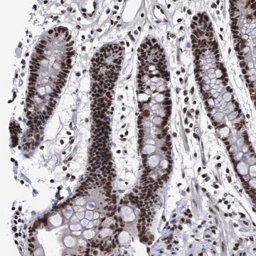 Anti-EFCAB10 antibody produced in rabbit Prestige Antibodies&#174; Powered by Atlas Antibodies, affinity isolated antibody, buffered aqueous glycerol solution