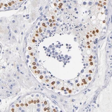 Anti-SOCS7 antibody produced in rabbit Prestige Antibodies&#174; Powered by Atlas Antibodies, affinity isolated antibody, buffered aqueous glycerol solution