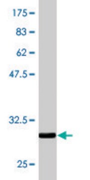 Monoclonal Anti-ZDHHC8 antibody produced in mouse clone 1G8, purified immunoglobulin, buffered aqueous solution