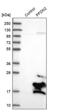 Anti-PFDN2 antibody produced in rabbit Prestige Antibodies&#174; Powered by Atlas Antibodies, affinity isolated antibody, buffered aqueous glycerol solution