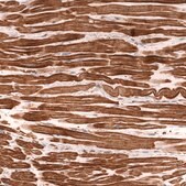 Monoclonal Anti-Tnnt2 Antibody Produced In Mouse Prestige Antibodies&#174; Powered by Atlas Antibodies, clone CL13382, affinity isolated antibody, buffered aqueous glycerol solution