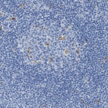 Anti-CD320 antibody produced in rabbit Prestige Antibodies&#174; Powered by Atlas Antibodies, affinity isolated antibody, buffered aqueous glycerol solution