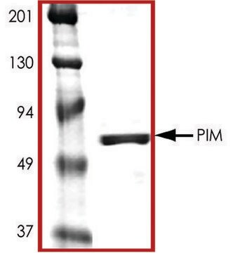 PIM1, active, GST tagged human PRECISIO&#174; Kinase, recombinant, expressed in baculovirus infected Sf9 cells, &#8805;70% (SDS-PAGE), buffered aqueous glycerol solution