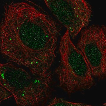 Anti-FOSB antibody produced in rabbit Prestige Antibodies&#174; Powered by Atlas Antibodies, affinity isolated antibody