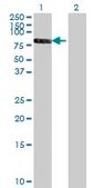 Monoclonal Anti-RXRB antibody produced in mouse clone 3C8, purified immunoglobulin, buffered aqueous solution