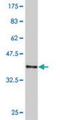ANTI-HEYL antibody produced in mouse clone 3H8, purified immunoglobulin, buffered aqueous solution