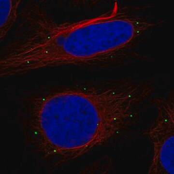 Anti-Rtn2 Antibody Produced In Rabbit Prestige Antibodies&#174; Powered by Atlas Antibodies, affinity isolated antibody, buffered aqueous glycerol solution