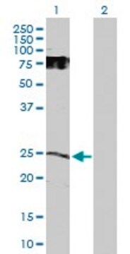 Anti-GDNF antibody produced in rabbit purified immunoglobulin, buffered aqueous solution