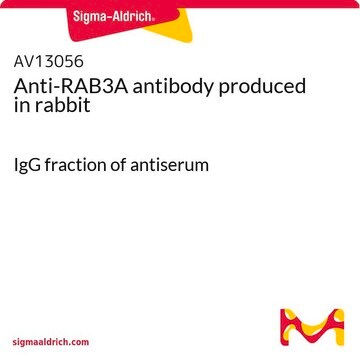 Anti-RAB3A antibody produced in rabbit IgG fraction of antiserum