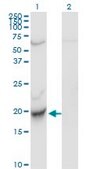 Monoclonal Anti-C22orf18 antibody produced in mouse clone 4C12-2C8, purified immunoglobulin, buffered aqueous solution