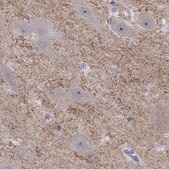 Anti-GRIA3 antibody produced in rabbit Prestige Antibodies&#174; Powered by Atlas Antibodies, affinity isolated antibody, buffered aqueous glycerol solution