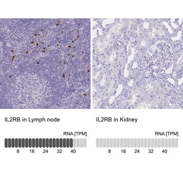 Anti-IL2RB antibody produced in rabbit Prestige Antibodies&#174; Powered by Atlas Antibodies, affinity isolated antibody, buffered aqueous glycerol solution