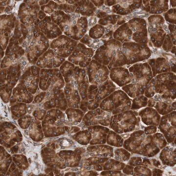 Anti-TMEM109 antibody produced in rabbit Prestige Antibodies&#174; Powered by Atlas Antibodies, affinity isolated antibody, buffered aqueous glycerol solution