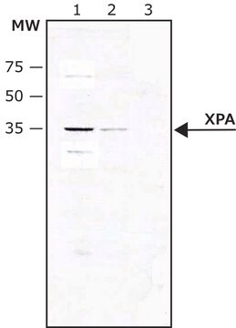 Anti-XPA (C-terminal) antibody produced in rabbit IgG fraction of antiserum, buffered aqueous solution