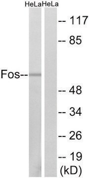 Anti-FOS antibody produced in rabbit affinity isolated antibody