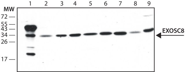 Anti-EXOSC8 (N-terminal) antibody produced in rabbit ~1.0&#160;mg/mL, affinity isolated antibody