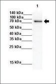 Anti-ACO1 antibody produced in rabbit affinity isolated antibody
