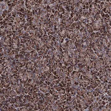 Anti-COA4 antibody produced in rabbit Prestige Antibodies&#174; Powered by Atlas Antibodies, affinity isolated antibody, buffered aqueous glycerol solution