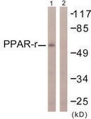 Anti-PPAR-&#947; antibody produced in rabbit affinity isolated antibody