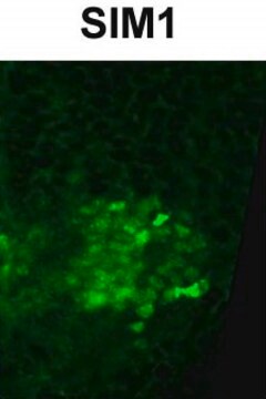 Anti-SIM1 antibody produced in rabbit affinity isolated antibody