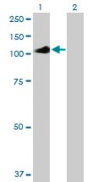 Anti-IL12RB2 antibody produced in mouse purified immunoglobulin, buffered aqueous solution