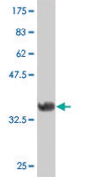 ANTI-FRZB antibody produced in mouse clone 4E5, purified immunoglobulin, buffered aqueous solution