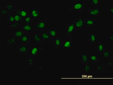 ANTI-AKT2 antibody produced in mouse clone 1D9, purified immunoglobulin, buffered aqueous solution