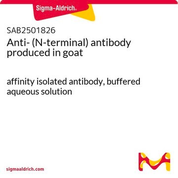 Anti- (N-terminal) antibody produced in goat affinity isolated antibody, buffered aqueous solution