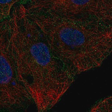 Anti-CD99L2 antibody produced in rabbit Prestige Antibodies&#174; Powered by Atlas Antibodies, affinity isolated antibody