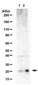Anti-phospho-Caveolin-1 (Ser37) from rabbit, purified by affinity chromatography
