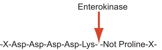 Enterokinase from bovine intestine powder