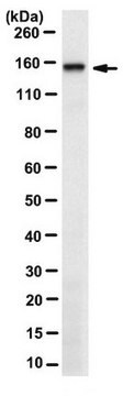 Anti-RNF123 Antibody, clone 2C10.1 clone 2C10.1, from mouse